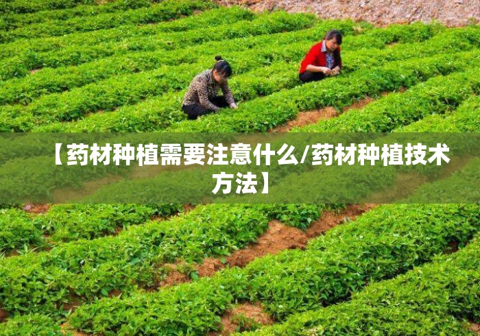 【药材种植需要注意什么/药材种植技术方法】 【药材种植需要注意什么/药材种植技术方法】