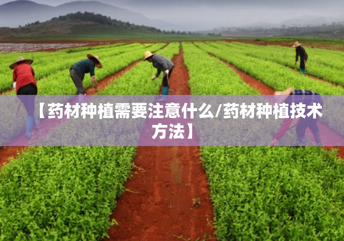 【药材种植需要注意什么/药材种植技术方法】 【药材种植需要注意什么/药材种植技术方法】