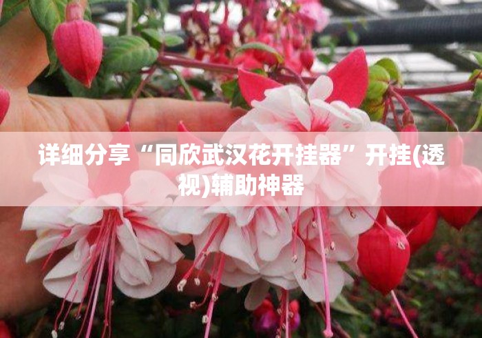 详细分享“同欣武汉花开挂器”开挂(透视)辅助神器