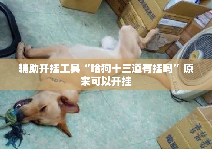 辅助开挂工具“哈狗十三道有挂吗”原来可以开挂