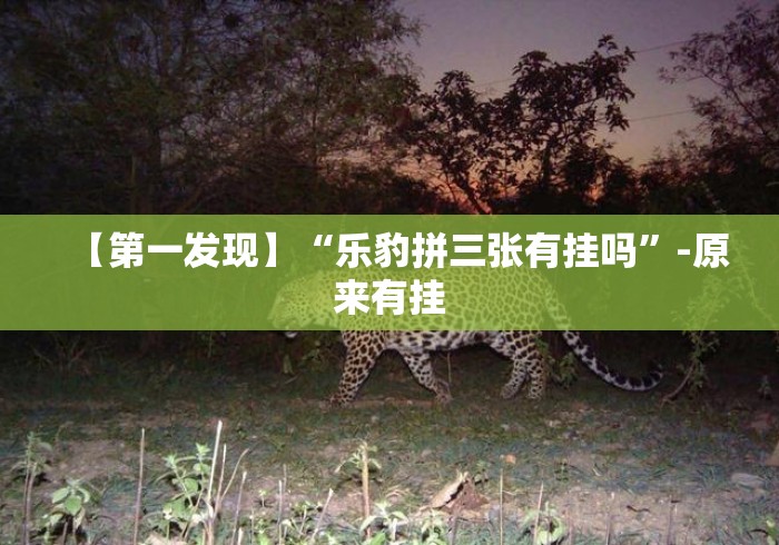 【第一发现】“乐豹拼三张有挂吗”-原来有挂