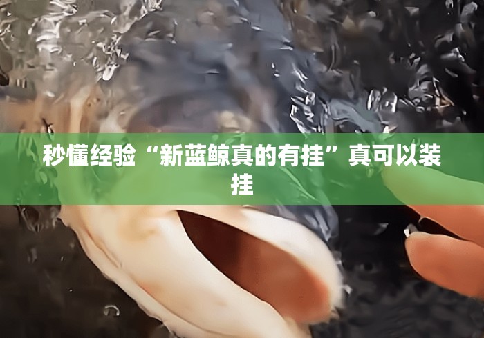 秒懂经验“新蓝鲸真的有挂	”真可以装挂