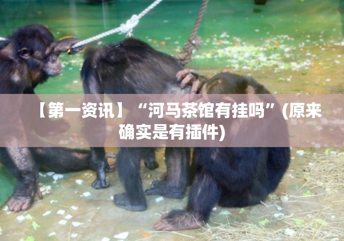 【第一资讯】“河马茶馆有挂吗”(原来确实是有插件)