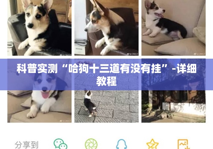 科普实测“哈狗十三道有没有挂”-详细教程