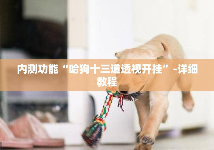 内测功能“哈狗十三道透视开挂	”-详细教程