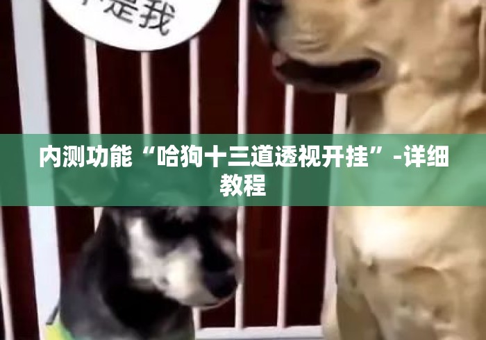 内测功能“哈狗十三道透视开挂”-详细教程