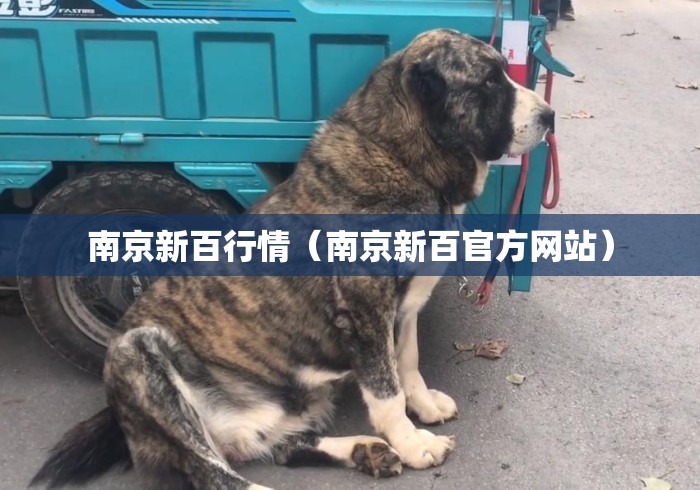 南京新百行情（南京新百官方网站）