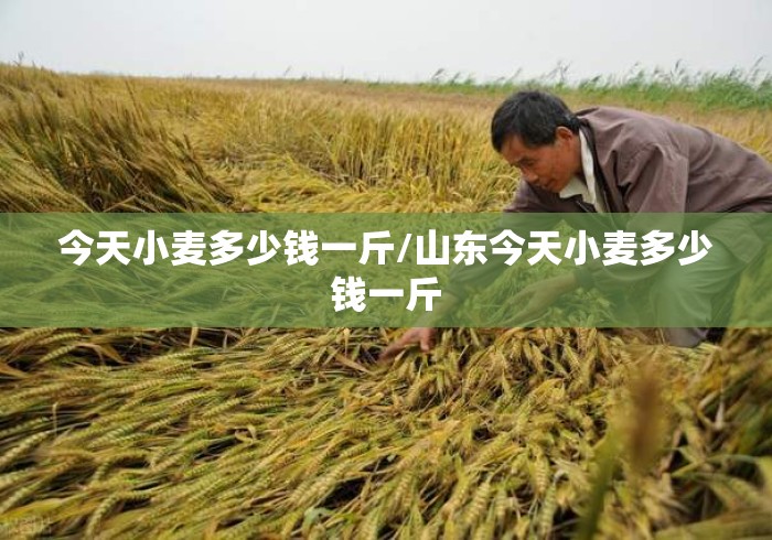今天小麦多少钱一斤/山东今天小麦多少钱一斤