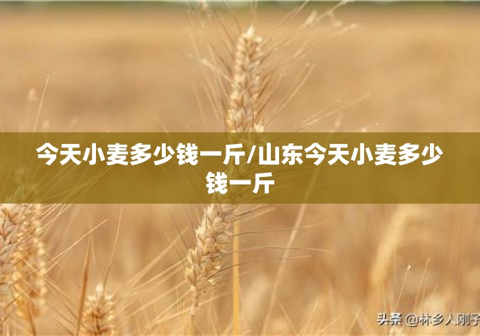 今天小麦多少钱一斤/山东今天小麦多少钱一斤