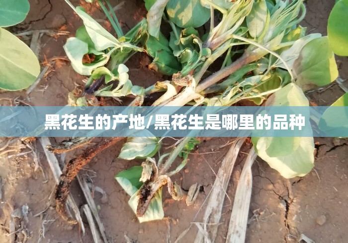 黑花生的产地/黑花生是哪里的品种 黑花生的产地/黑花生是哪里的品种