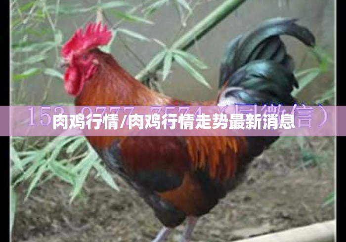 肉鸡行情/肉鸡行情走势最新消息