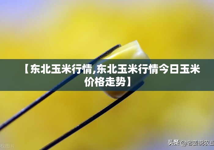 【东北玉米行情,东北玉米行情今日玉米价格走势】
