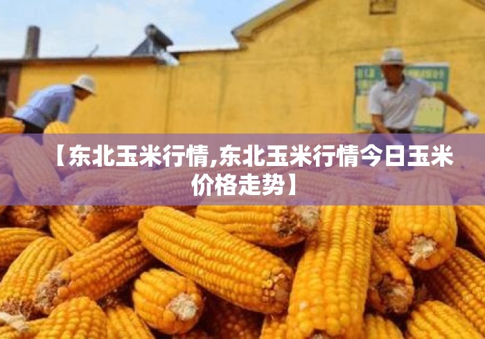 【东北玉米行情,东北玉米行情今日玉米价格走势】