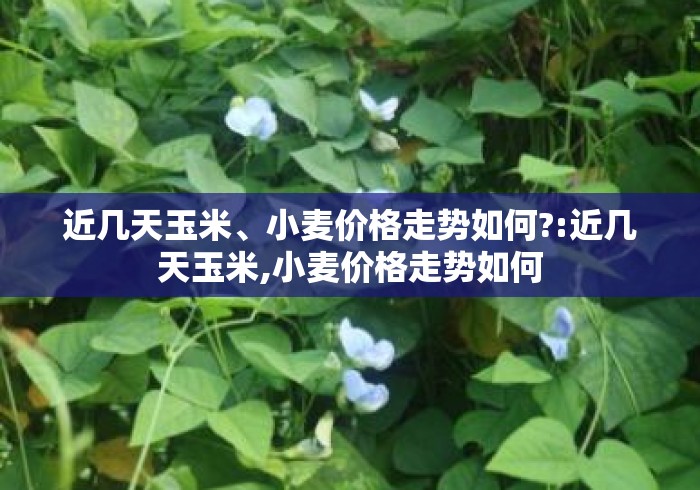 近几天玉米	、小麦价格走势如何?:近几天玉米,小麦价格走势如何