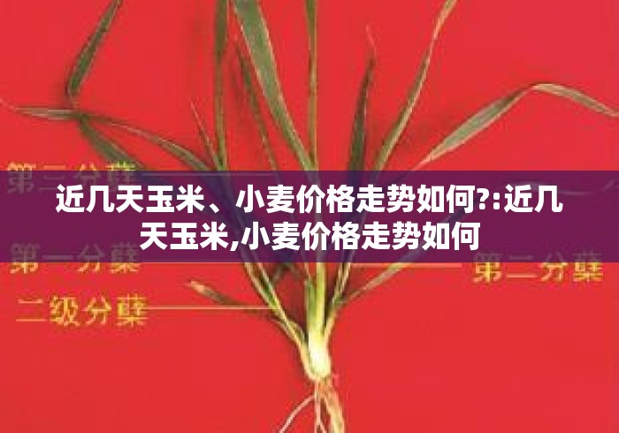 近几天玉米、小麦价格走势如何?:近几天玉米,小麦价格走势如何