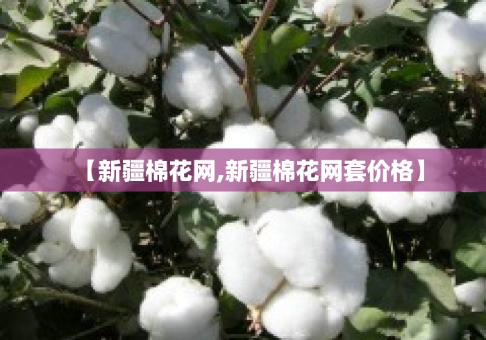 【新疆棉花网,新疆棉花网套价格】 【新疆棉花网,新疆棉花网套价格】