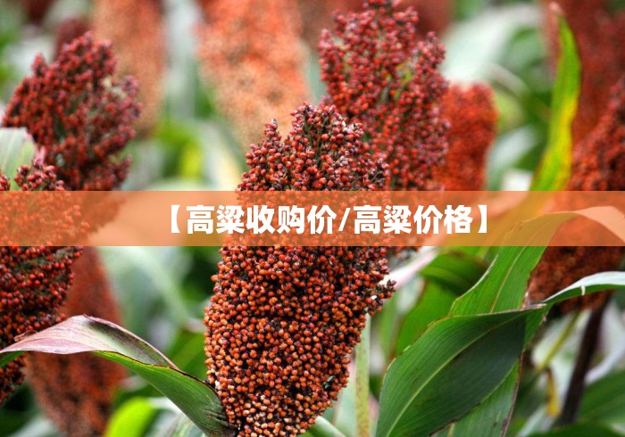 【高粱收购价/高粱价格】 【高粱收购价/高粱价格】