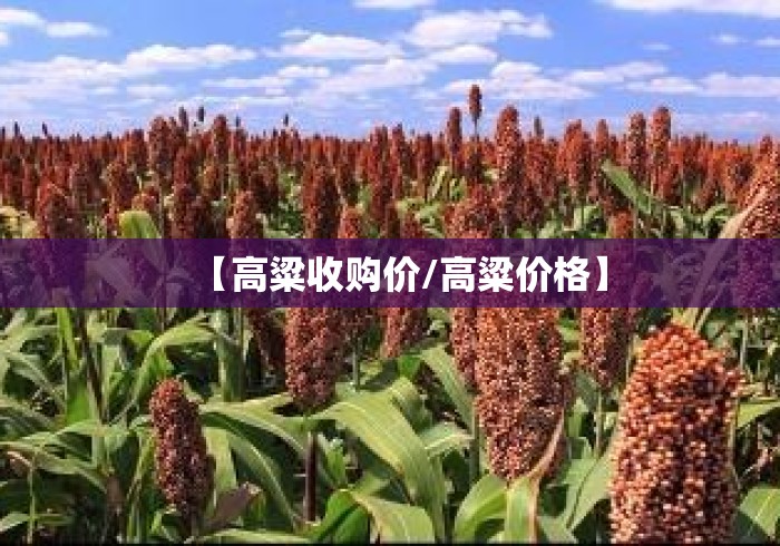 【高粱收购价/高粱价格】 【高粱收购价/高粱价格】
