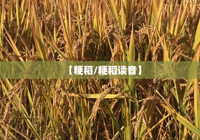 【粳稻/粳稻读音】 【粳稻/粳稻读音】