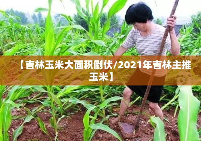 【吉林玉米大面积倒伏/2021年吉林主推玉米】 【吉林玉米大面积倒伏/2021年吉林主推玉米】