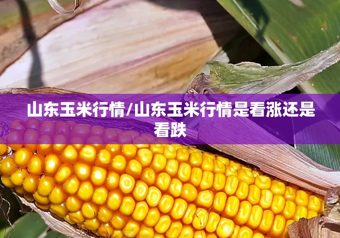 山东玉米行情/山东玉米行情是看涨还是看跌 山东玉米行情/山东玉米行情是看涨还是看跌