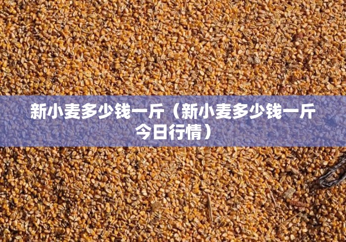 新小麦多少钱一斤(新小麦多少钱一斤今日行情) 新小麦多少钱一斤(新小麦多少钱一斤今日行情)